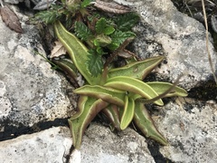 Pinguicula alpina