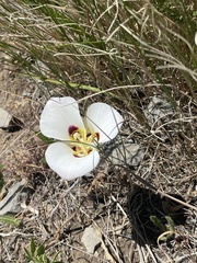 Calochortus nuttallii