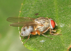 Neodexiopsis