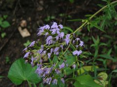 Chromolaena arnottiana