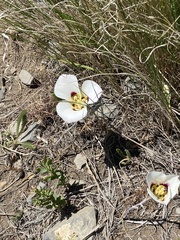 Calochortus nuttallii