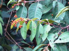 Vismia baccifera