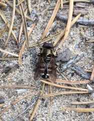 Sericomyia transversa