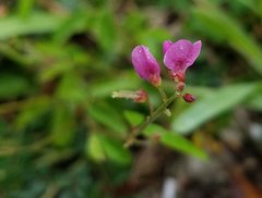 Desmodium incanum