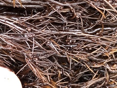 Odonthalia