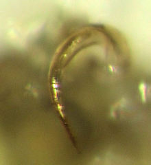 Coridromius chenopoderis