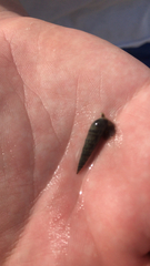 Terebridae