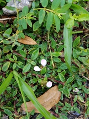 Richardia grandiflora