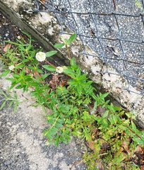 Spermacoce verticillata