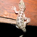 Phyllodactylus lanei rupinus - Photo (c) Cheryl Harleston López Espino, some rights reserved (CC BY-NC-ND), uploaded by Cheryl Harleston López Espino