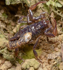 Thestylus aurantiurus