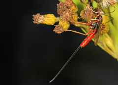 Dolichomitus irritator