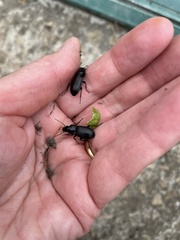 Pterostichus madidus