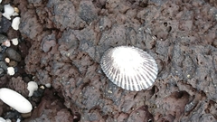 Cellana