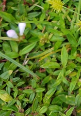 Richardia grandiflora