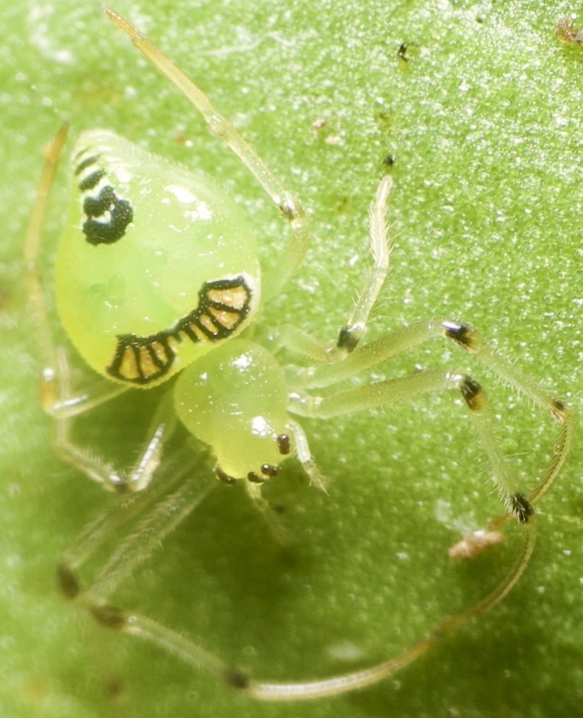 Testudinaria