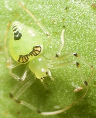 Testudinaria gravatai