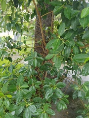 Ficus aurea