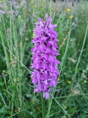 Dactylorhiza praetermissa