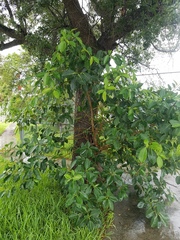 Ficus aurea
