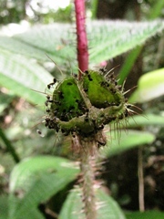 Miconia tococa