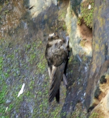 Streptoprocne semicollaris