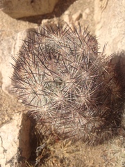 Escobaria alversonii