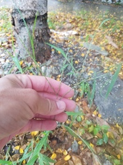 Cynodon dactylon dactylon