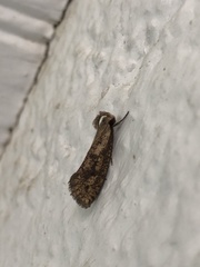 Acrolophus mortipennella