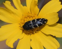 Acmaeodera obtusa