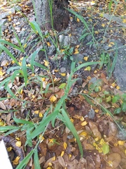 Cynodon dactylon dactylon