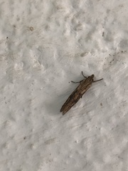 Acrolophus mortipennella