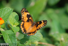 Chlosyne lacinia saundersi