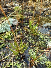Phemeranthus calycinus