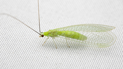 Ceraeochrysa lineaticornis