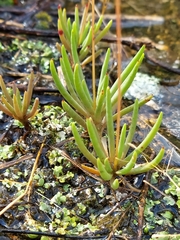 Phemeranthus calycinus