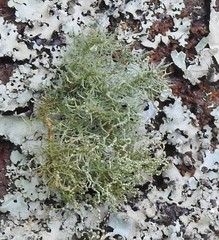 Usnea florida
