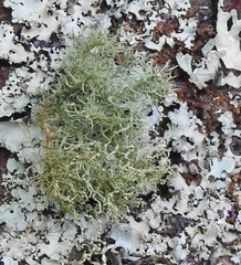 Usnea florida