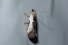 Acrobasis tumidulella
