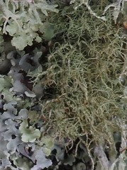 Usnea florida