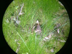 Lithobates sphenocephalus
