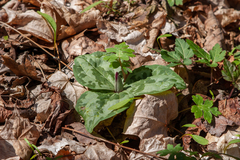 Trillium decumbens