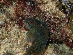 Parablennius intermedius