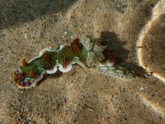 Miamira flavicostata