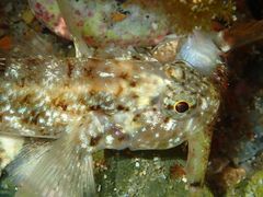 Bathygobius cocosensis