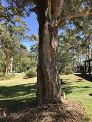 Eucalyptus diversicolor