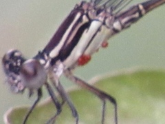 Arrenurus