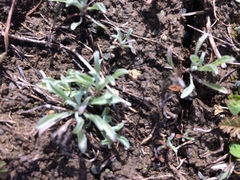 Hesperevax sparsiflora
