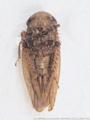 Paraphlepsius continuus