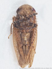 Paraphlepsius continuus